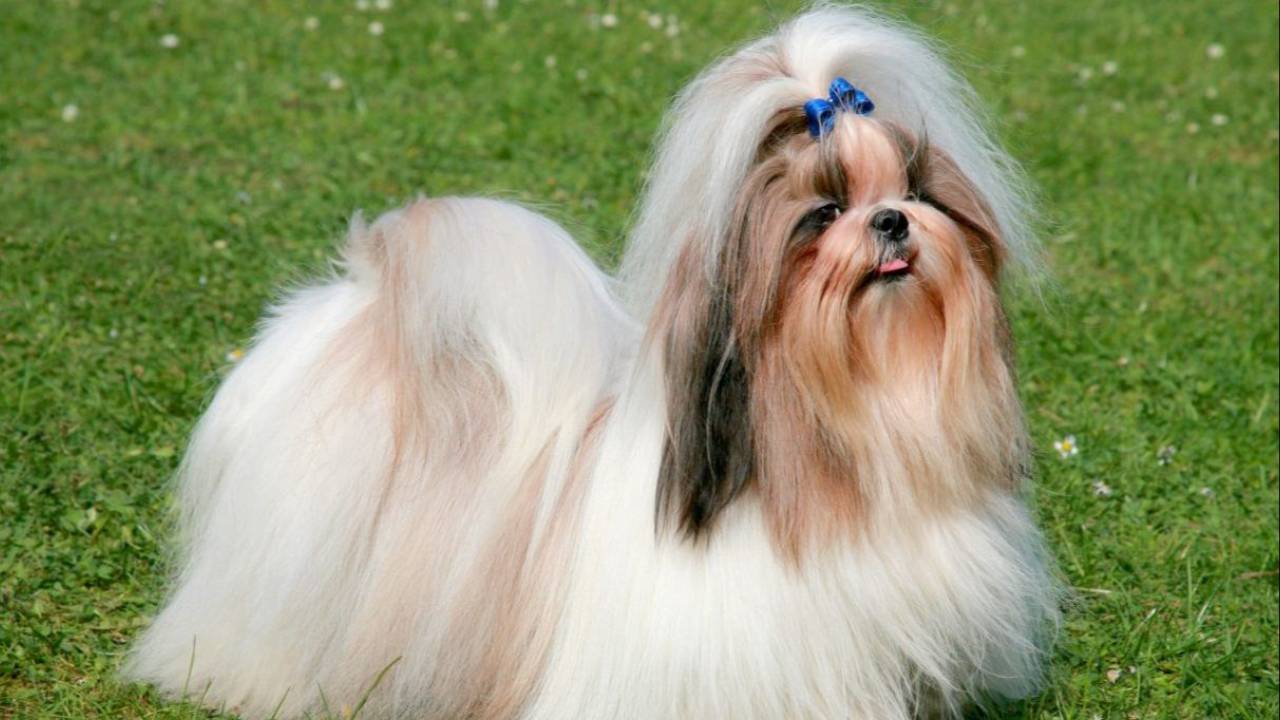 The Best Dog Grooming Classes Near Me A Comprehensive Guide