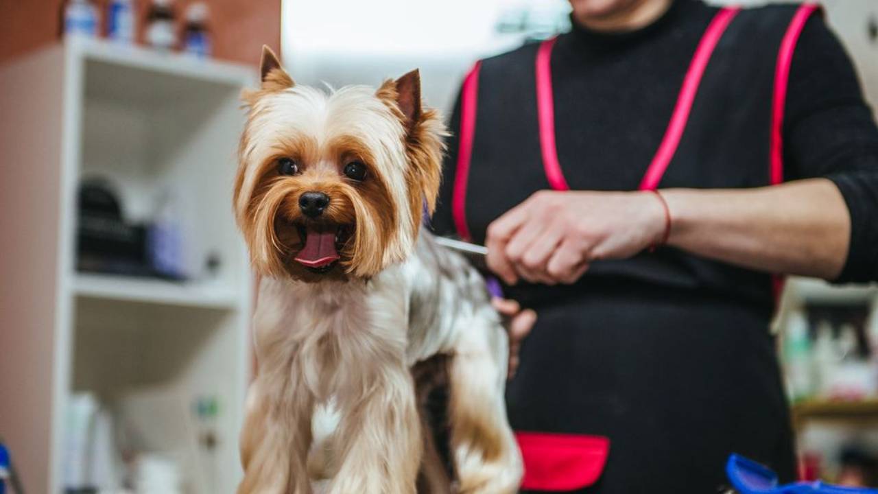 Dog Groomer Pay Rate A Comprehensive Overview