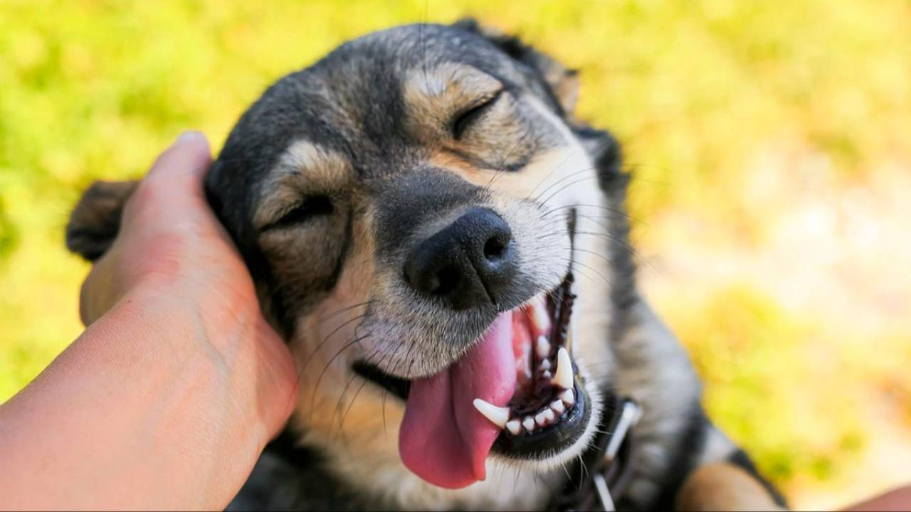 Dog Grooming Classes Near Me Tips for You