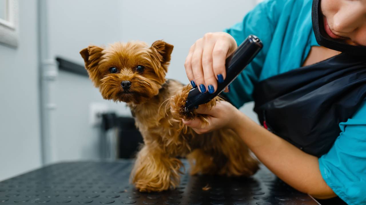 6 Best Dog Grooming Courses Online - Top Dog Tips