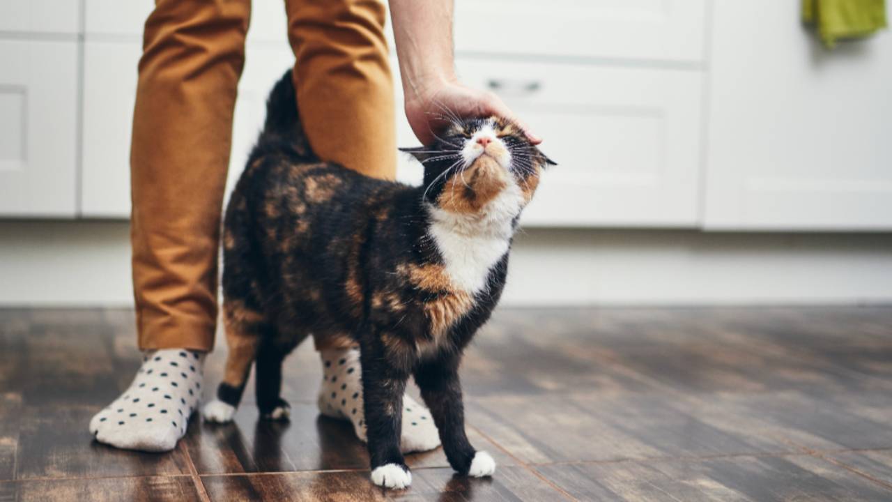The Top 10 Tips for New Cat Owners