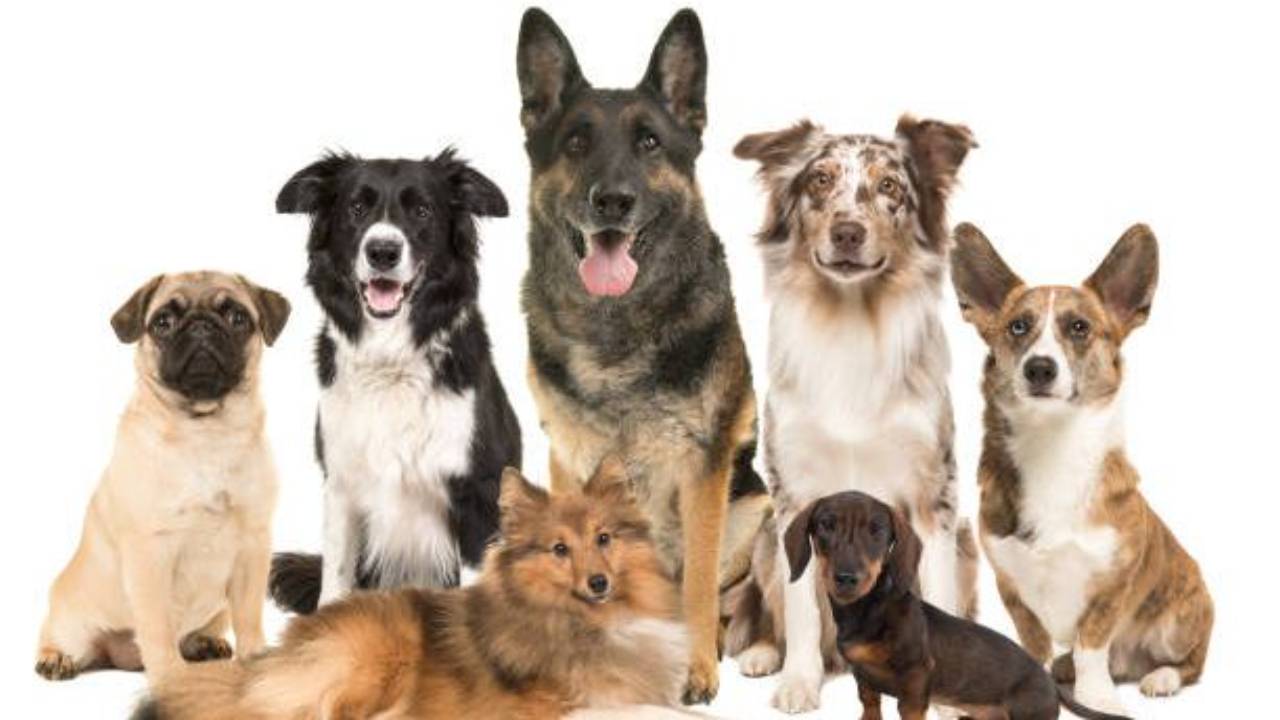 Image showcasing 15 Dog Breeds That Require the Most Grooming