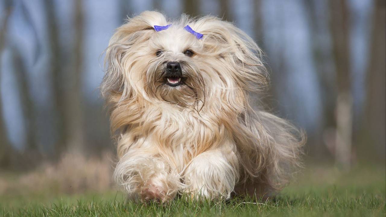 Drop Coat Dog Breeds