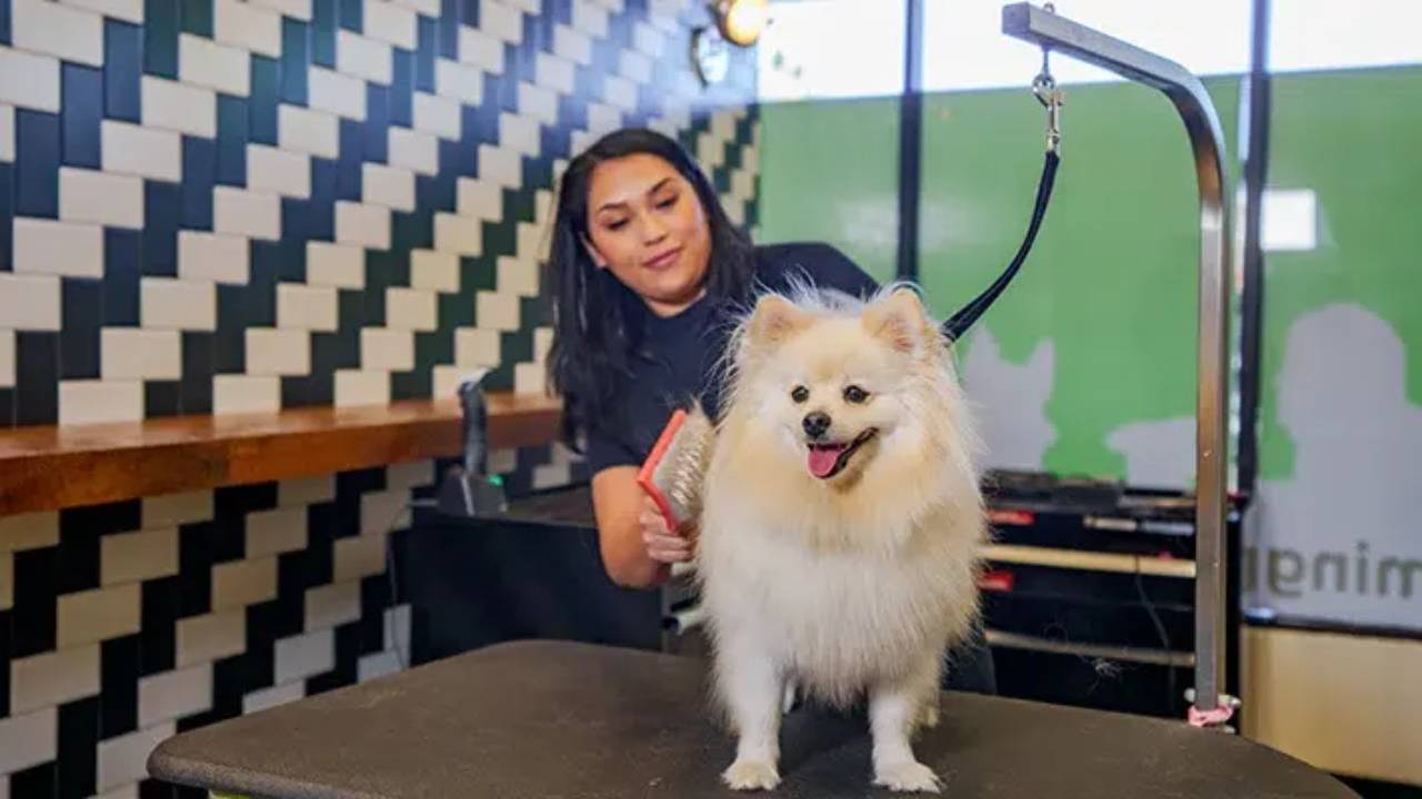 What States Require a Dog Grooming License?