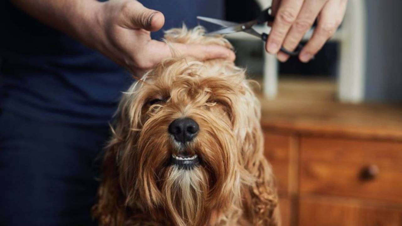 Everything You Need to Know About Dog Grooming Classes