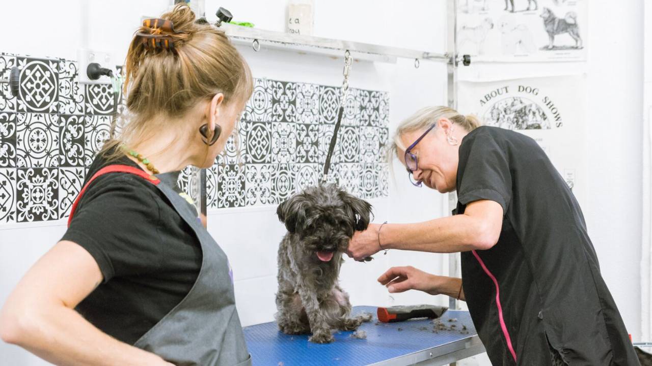 Dog Grooming Classes in North Carolina