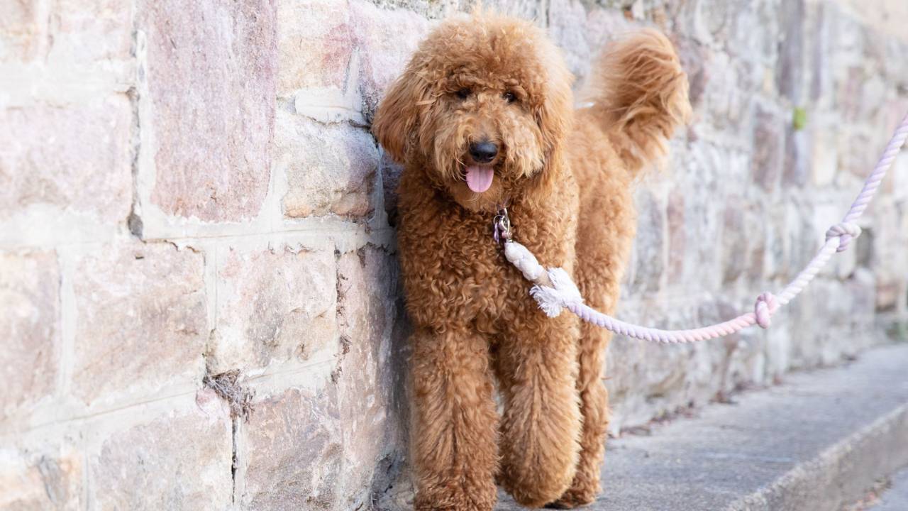 How to Groom a Goldendoodle