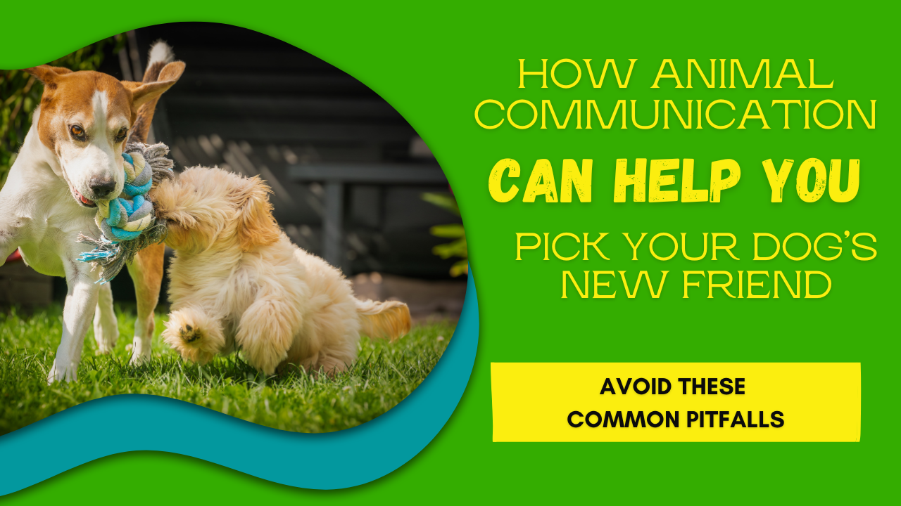 Happy Healthy dog pick new friend