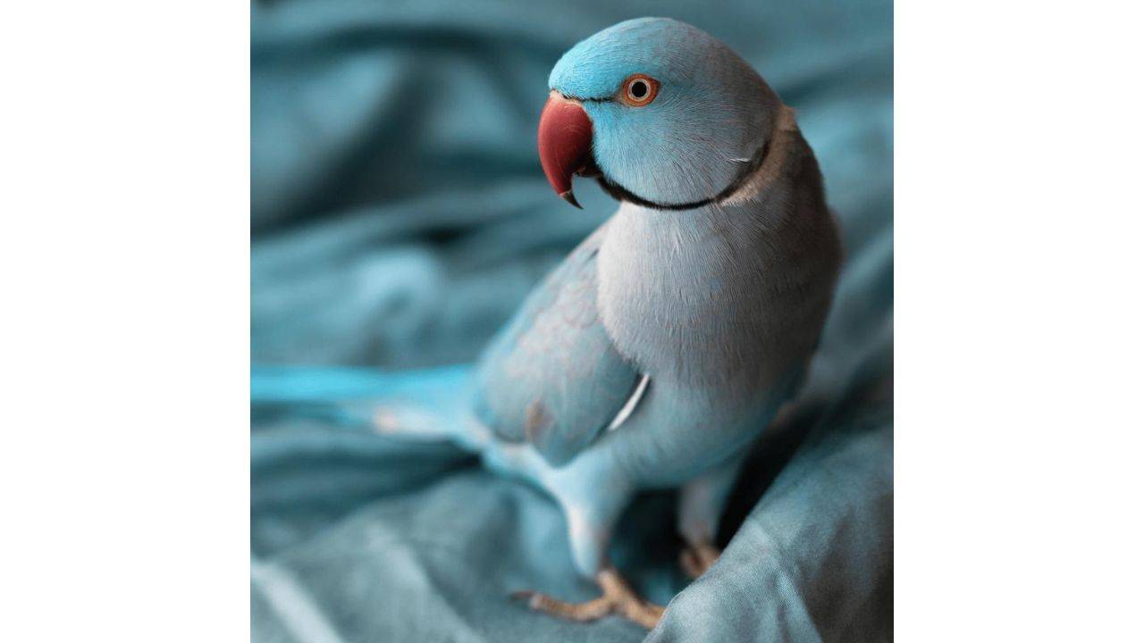 100 FACTS ABOUT BIRDS visual data 5