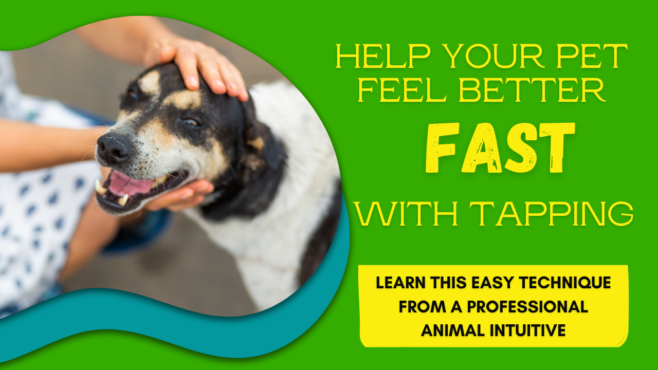 Happy healthy dog tapping