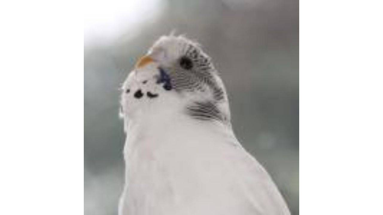 Animal Communicator Talks Honestly About Pet Loss and Grief