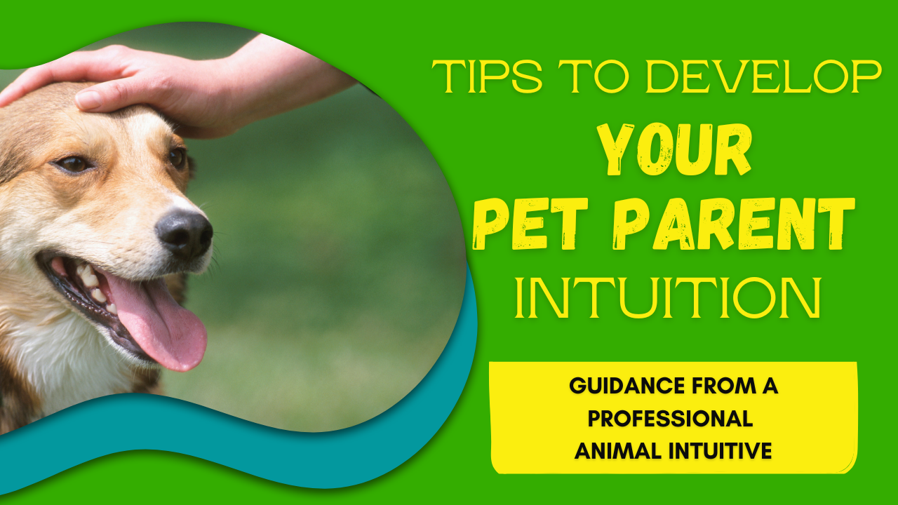 Happy healthy dog pet parent intuition