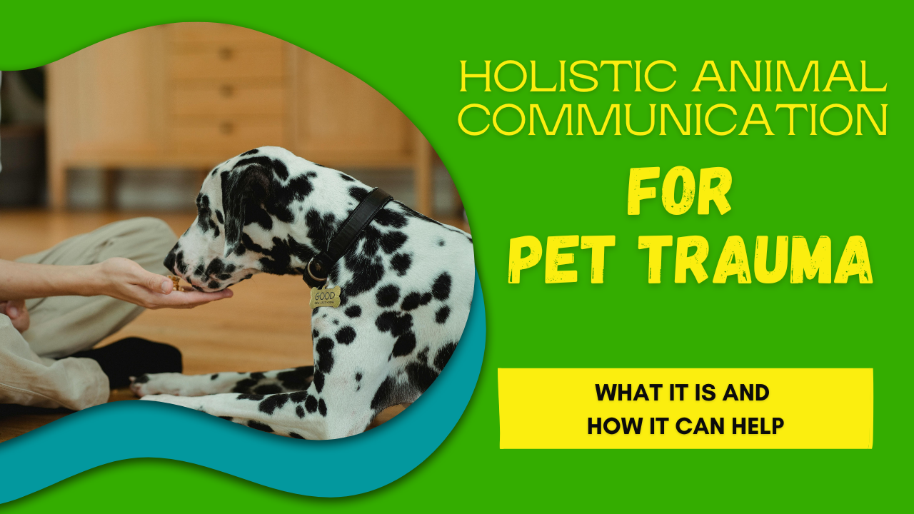 Happy Healthy Dog holistic animal communication pet trauma