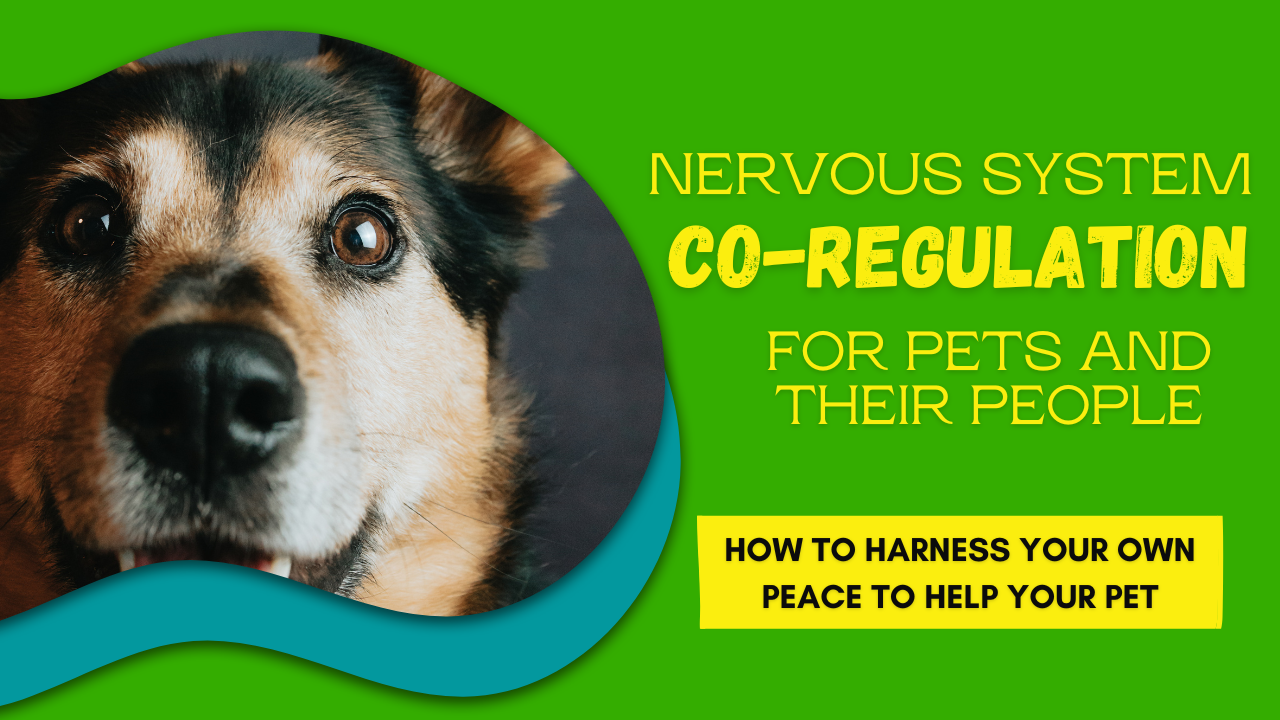 Happy healthy dog nervous system co-regulation