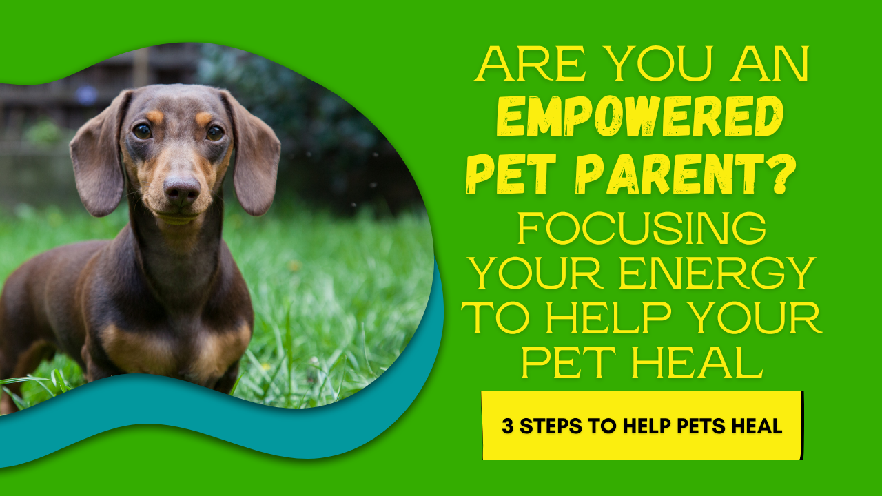 Empowered pet parent