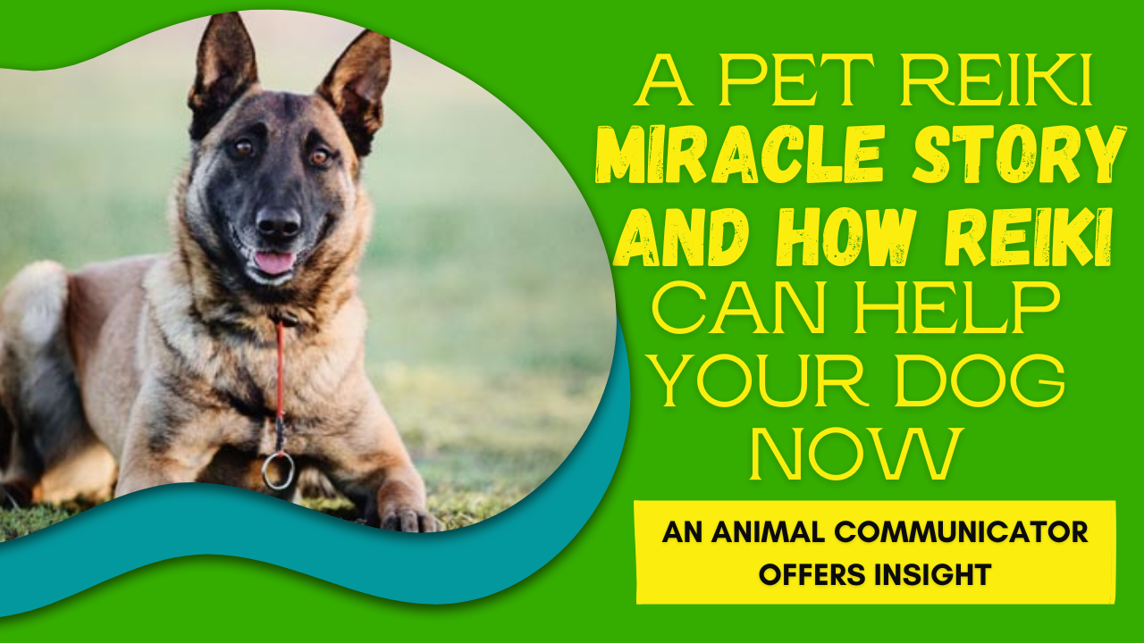 A Pet Reiki Miracle Story and How Reiki Can Help Your Dog Now