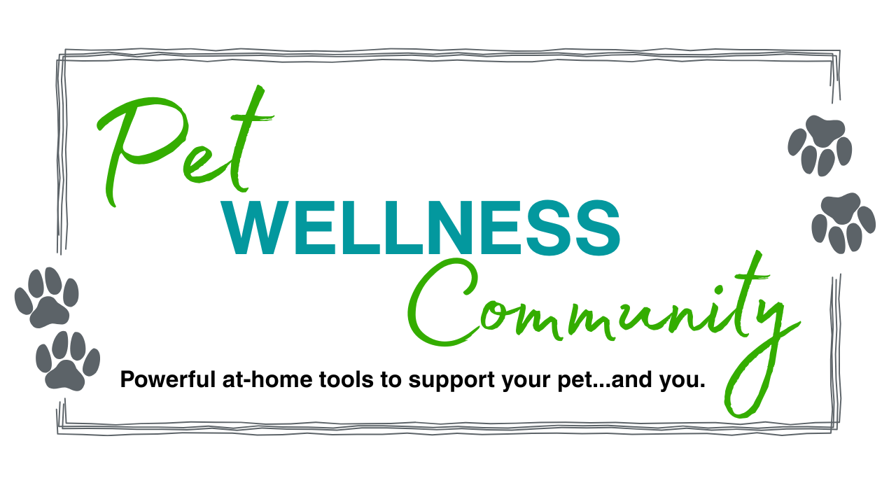 Intuitive Animal Communication Adventure with Shannon