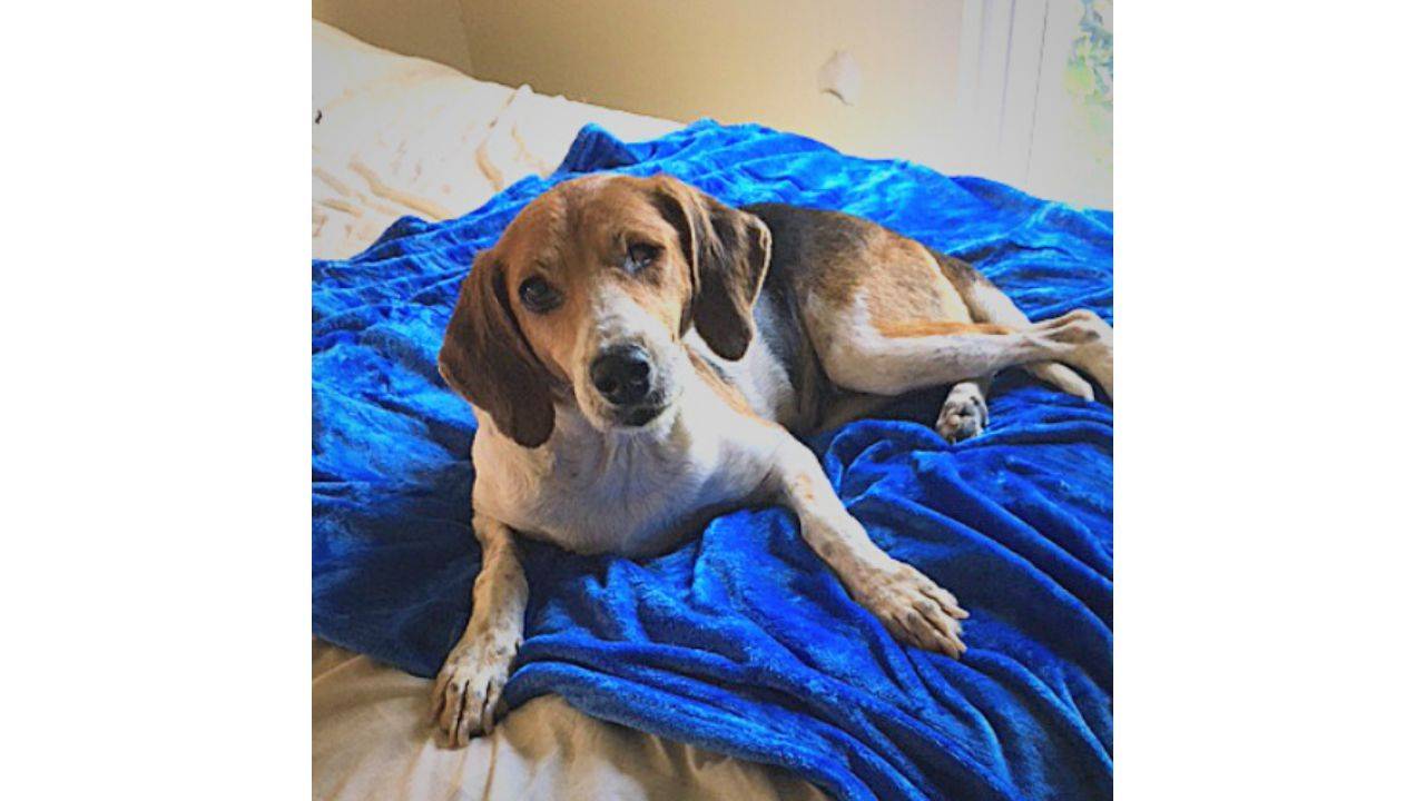 Gracey the Dog's Story: I'm a Pirate, Mom!