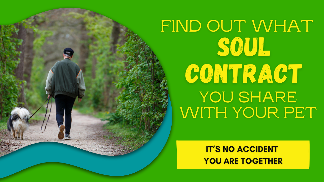Happy Healthy Dog soul contact with your pet