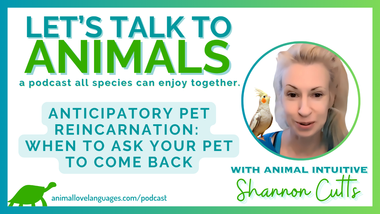 Let's Talk to Animals podcast