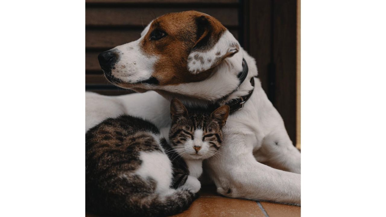 Dog and cat snuggling