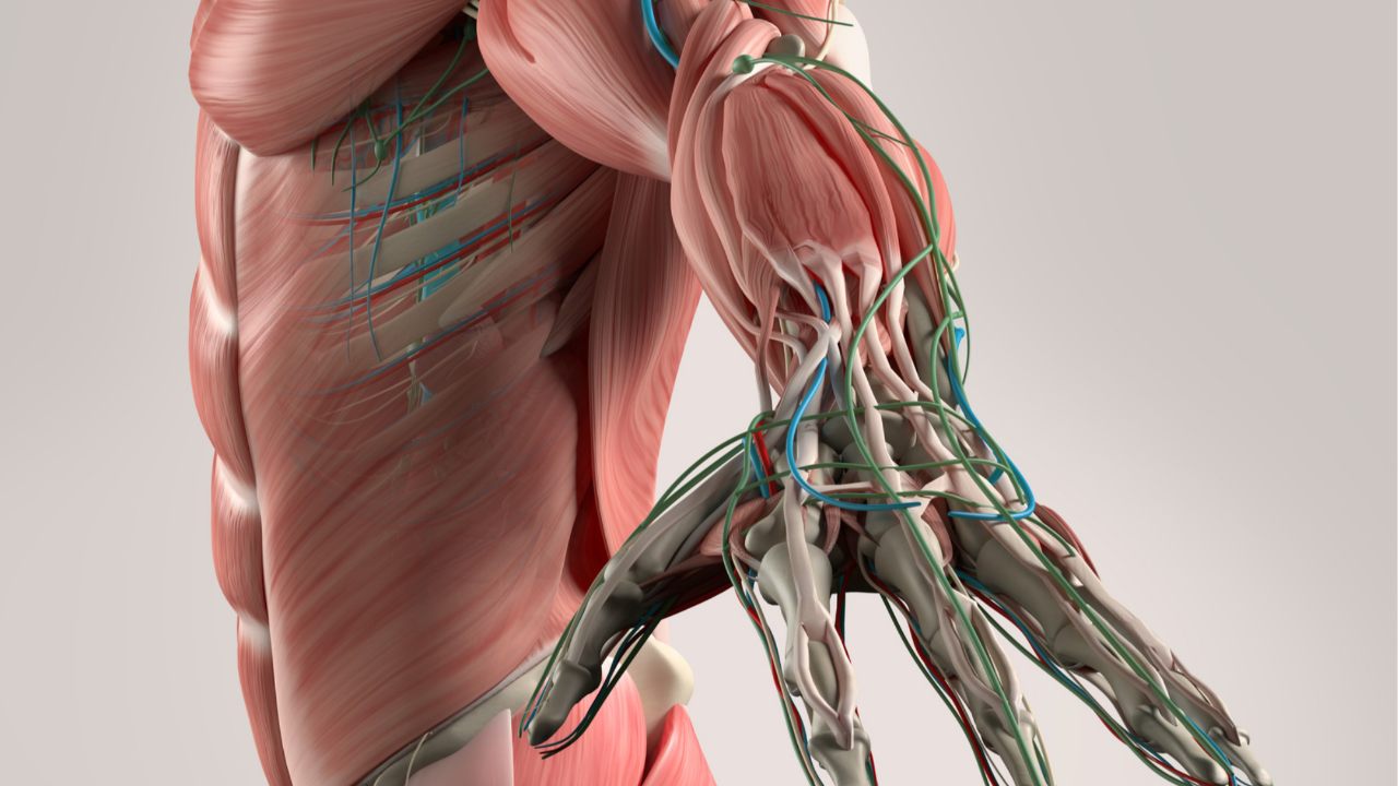 brachial plexus lesions, brachial plexus injuries chart, Erb's palsy vs Klumpke's palsy, wrist drop claw hand, NBCE Part I anatomy
