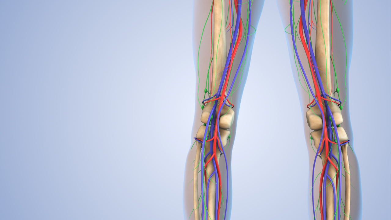 lumbosacral plexus, foot drop common fibular nerve, Trendelenburg sign nerve, L4 L5 S1 nerve root, NBCE Part I anatomy