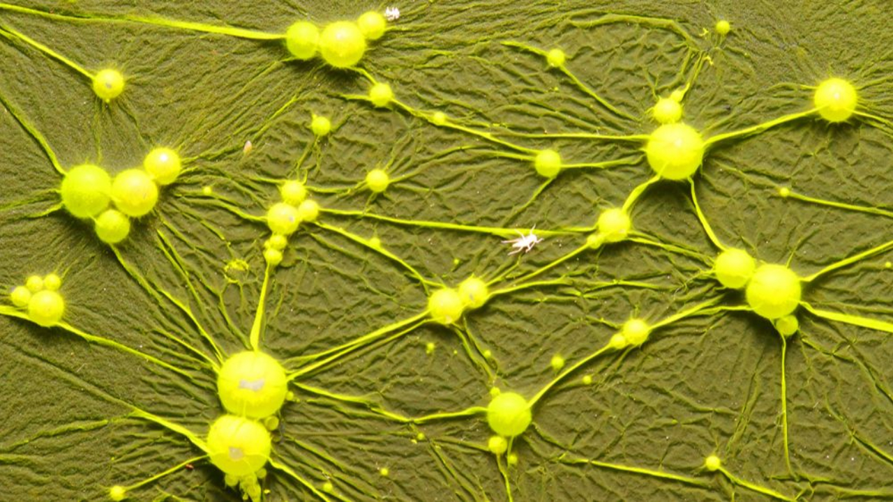 toxins that cause cancer