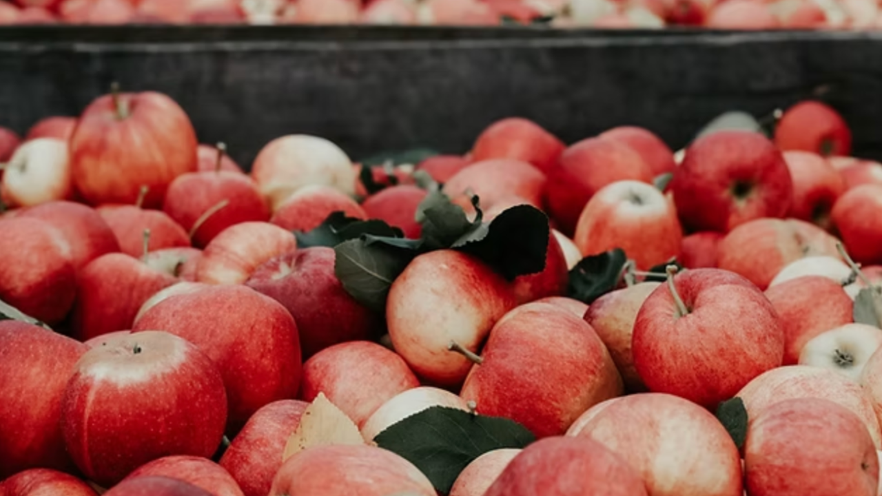 apples