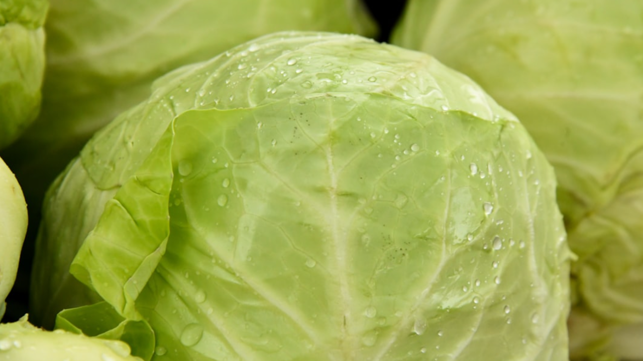 cabbage