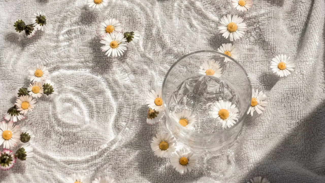 daisy flowers