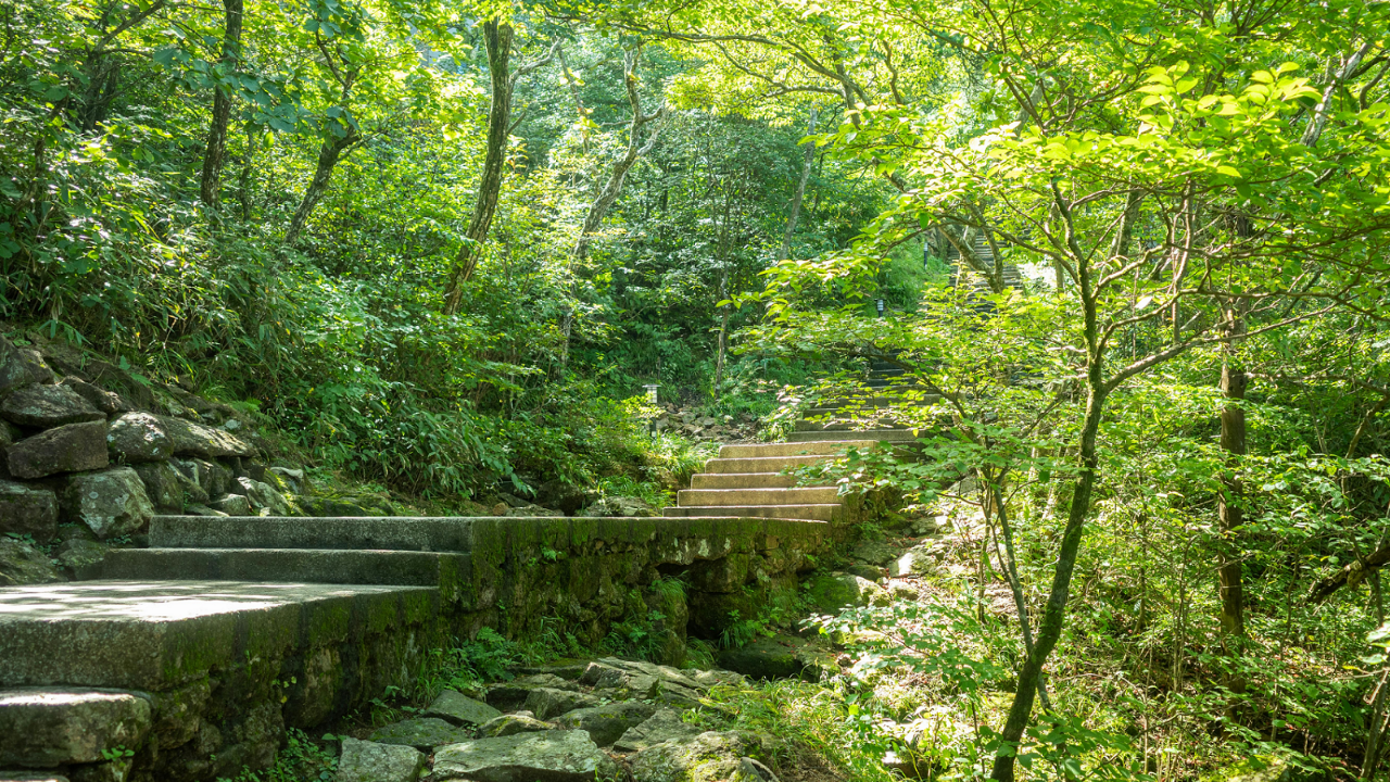 Stone steps winding through a sunlit green forest representing The Next Faithful Step in Jacob Goettsche's my K.I.N./G-M.A.P. and Cube Philosophy.