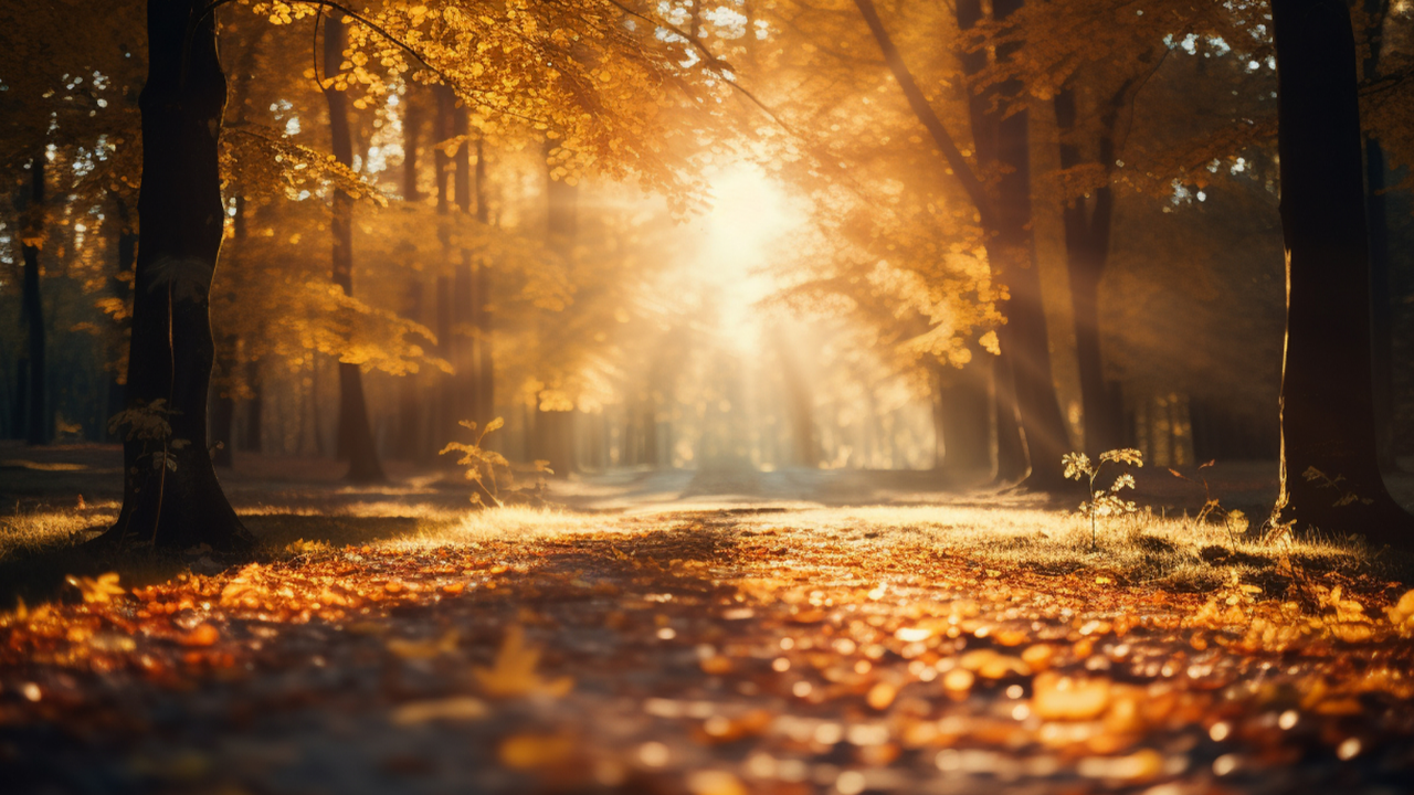 Golden sunlight illuminating an earthy forest path through trees, representing King Map, life's terrain, orientation, limits, and finding a way through reality.