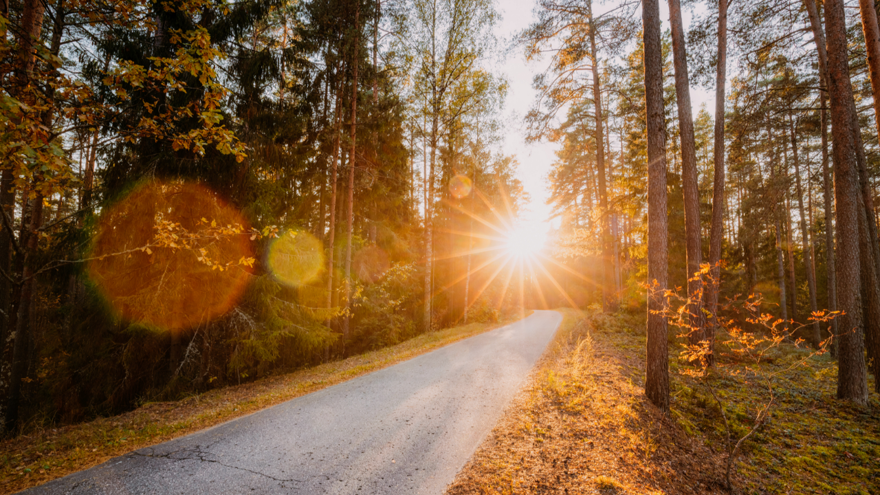 Sunlight illuminating a winding forest road, representing Faith · Hope · Love Across the Map and their role in direction, journey, correction, and return in Jacob Goettsche's my K.I.N./G-M.A.P.