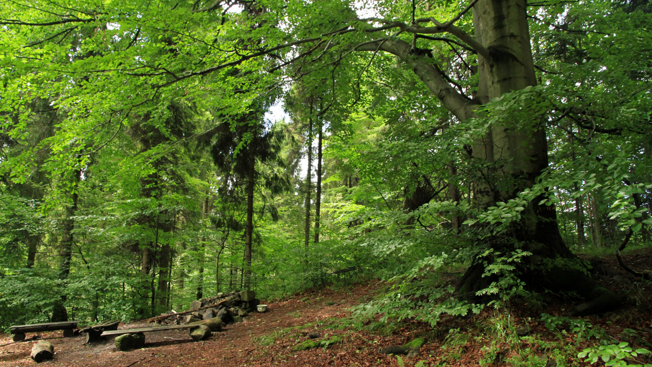 Forest clearing surrounded by mature trees, representing The Second Education and the idea of giving words addresses, neighbors, relationships, and functions within Jacob Goettsche's my K.I.N./G-M.A.P.