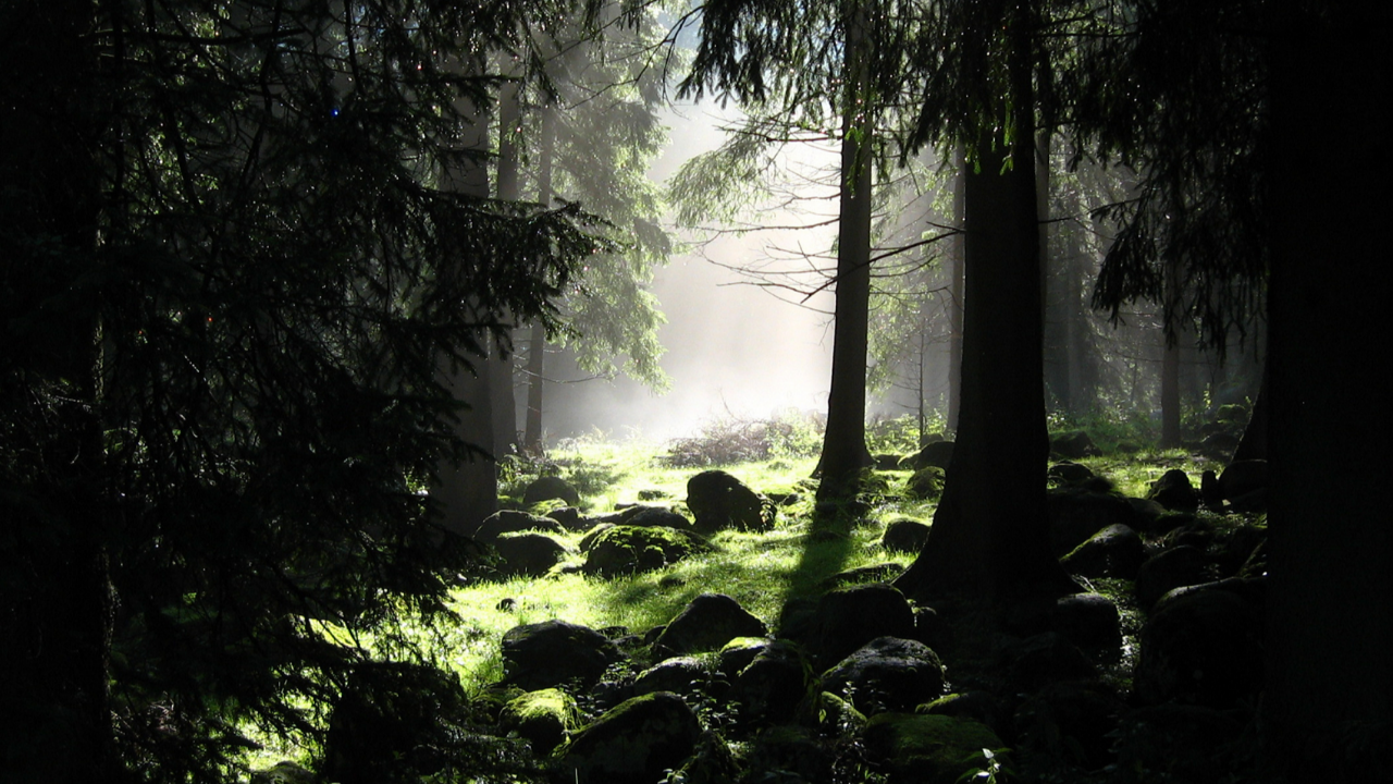 Sunlight breaking through a dark forest illustrating “There Is a Way Out, and It Is Through” in Jacob Goettsche’s my K.I.N./G-M.A.P. and Cube Philosophy.