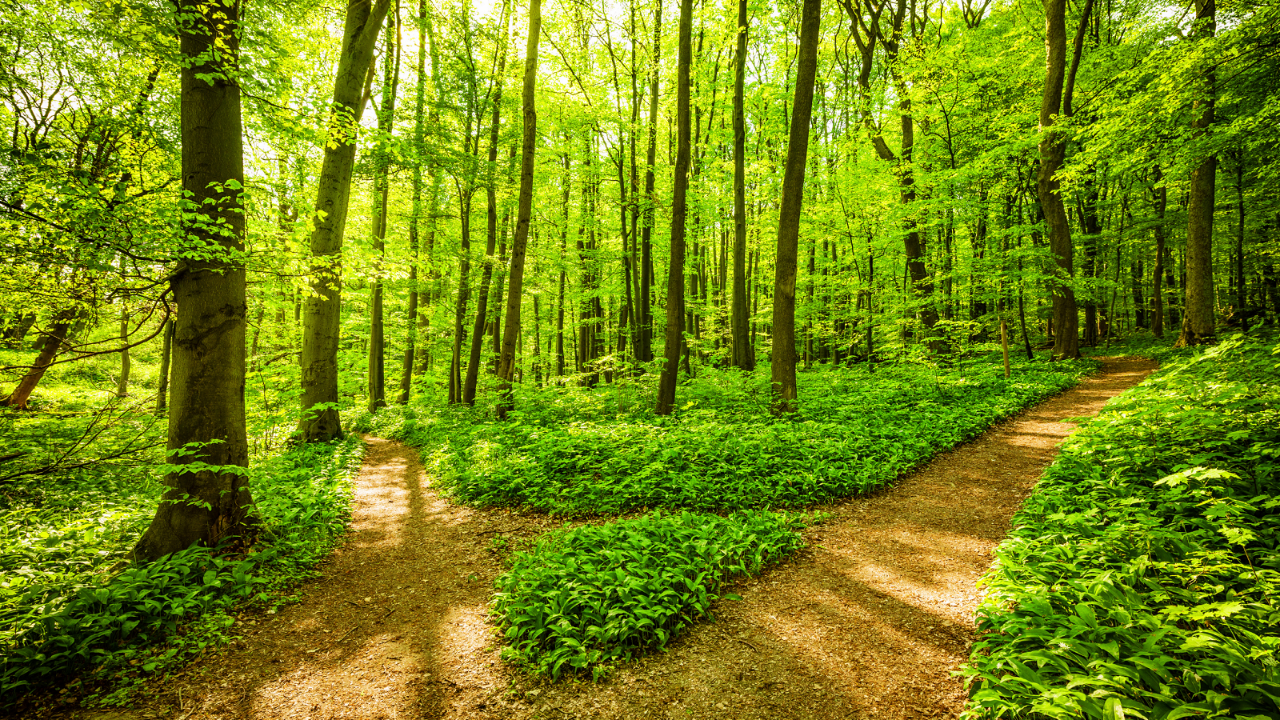 Two forest paths dividing beneath green trees, representing choice, correction, and changing direction in Jacob Goettsche's my K.I.N./G-M.A.P. and Cube Philosophy.
