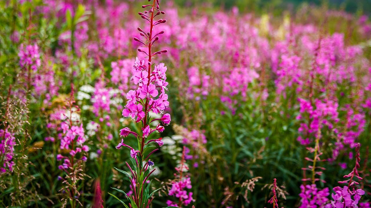 fireweed uses