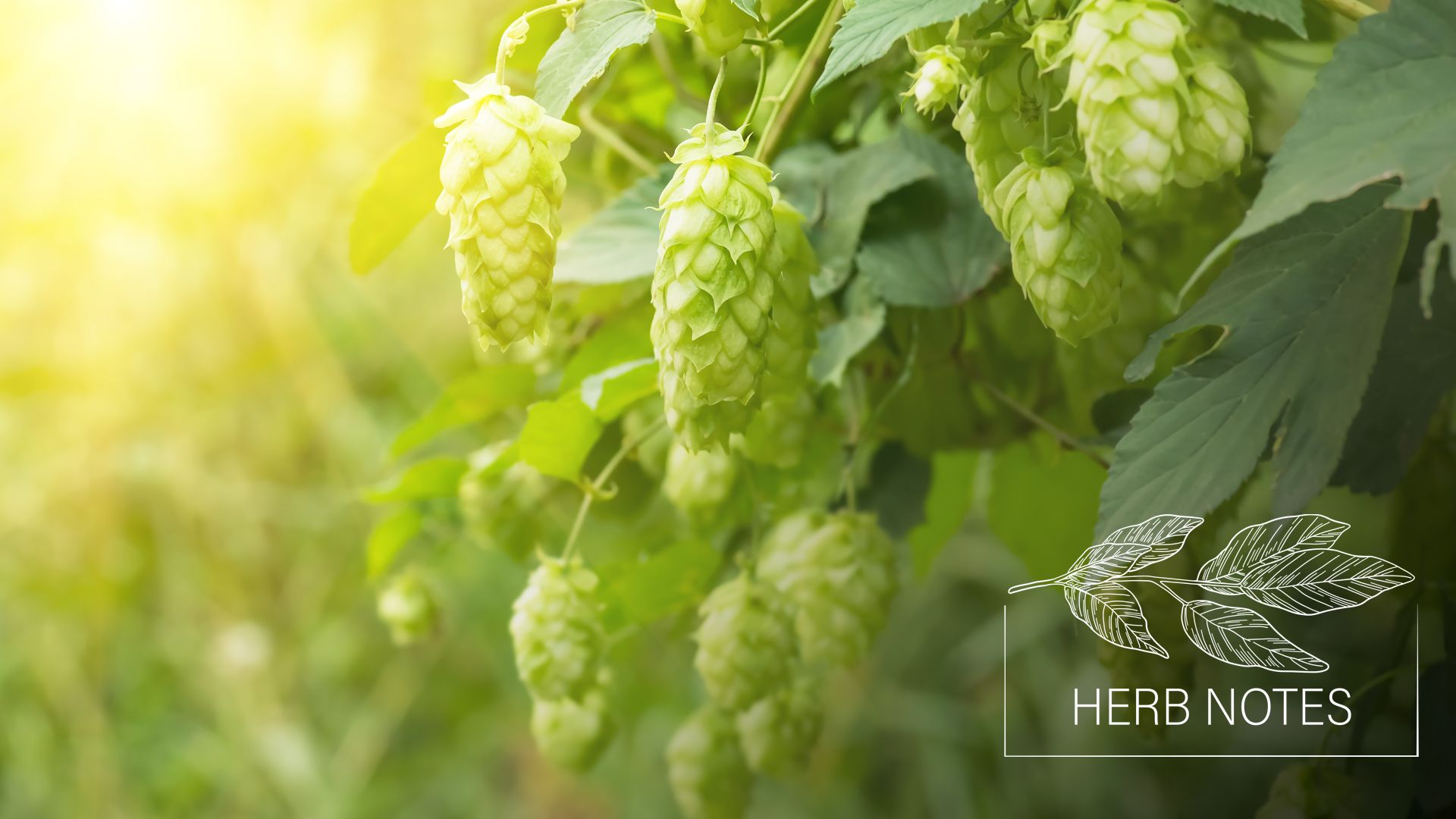 hops benefits
