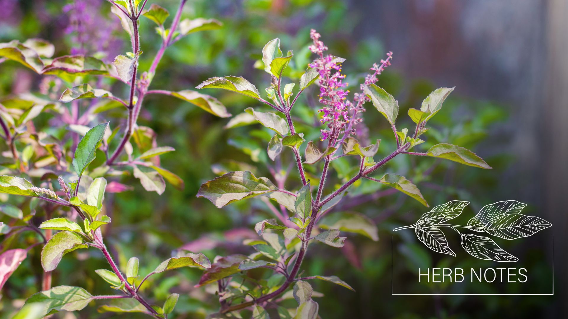 holy basil benefits