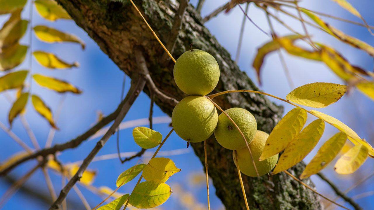 black walnut uses