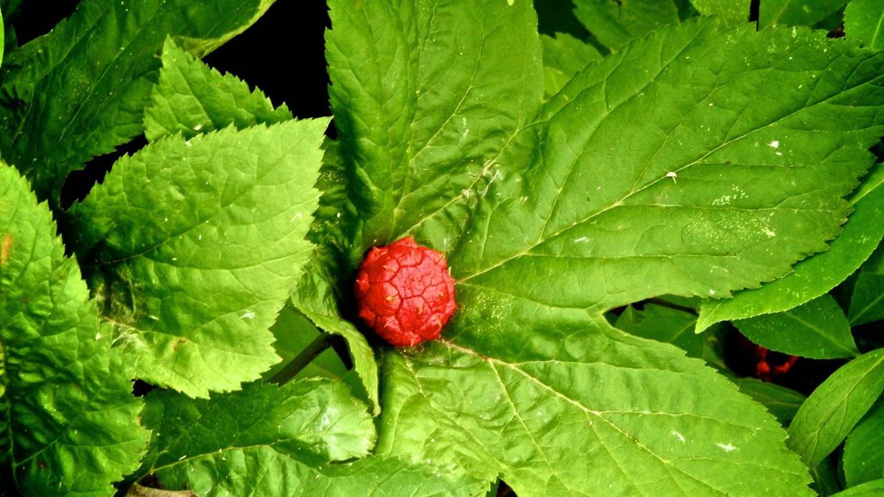Goldenseal Uses and Plant Profile