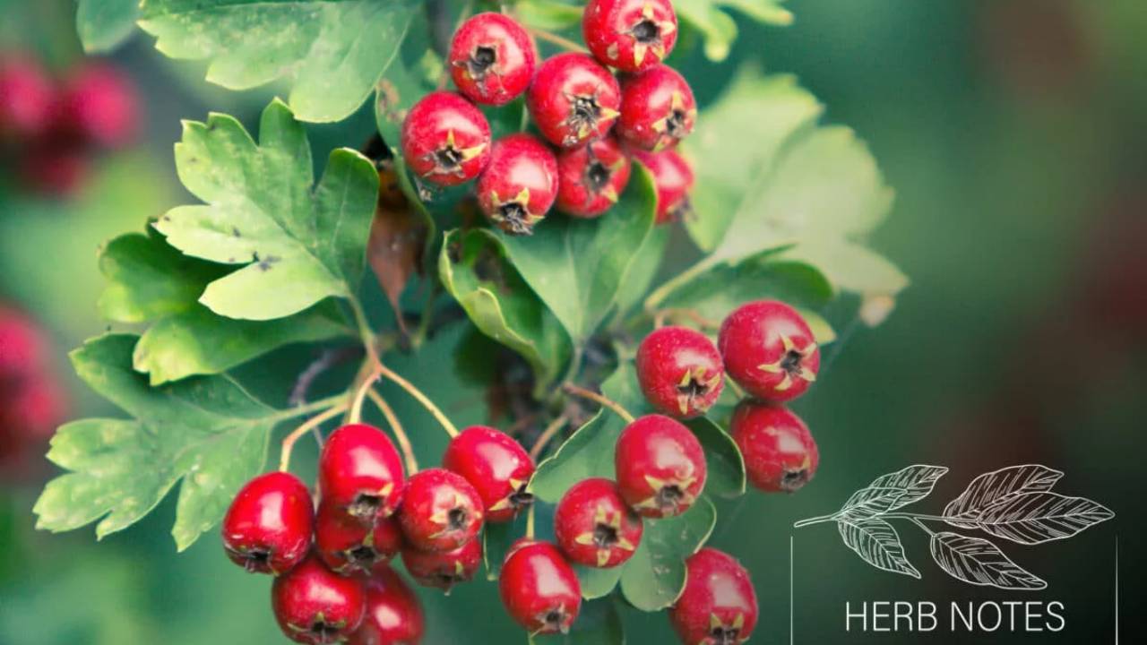 Herb Notes The Benefits of Hawthorn