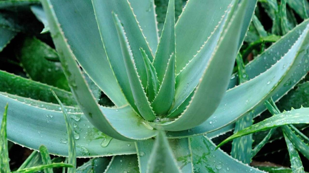 aloe vera hair grower Minoplus Hair Growth Rejuvenator with Aloe Juice main image 0
