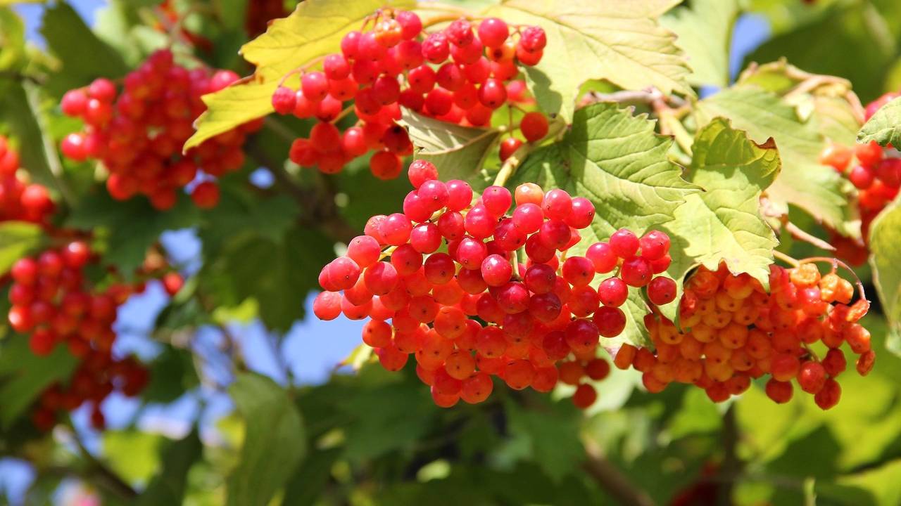 Cramp Bark Uses and Plant Profile