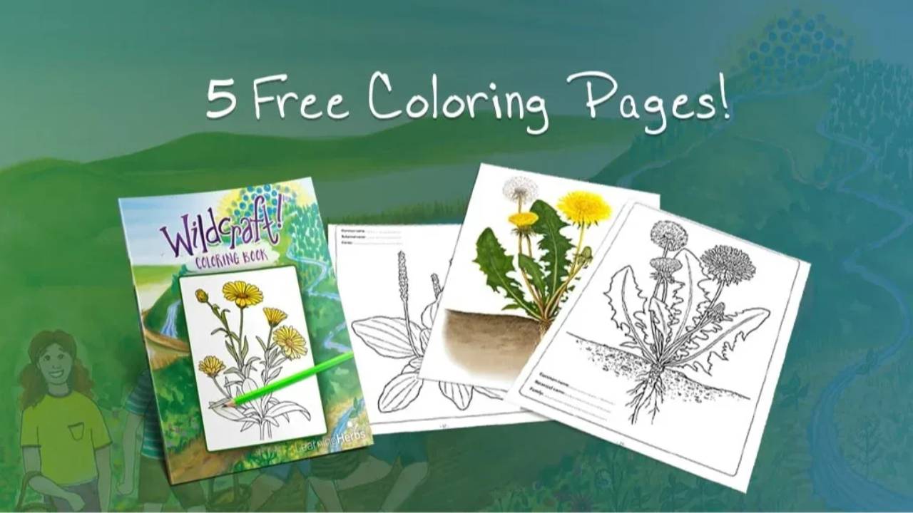 free-herbal-coloring-book for Free Printable Pictures Of Herbs Free Herbal Coloring Book! for Free Printable Pictures Of Herbs