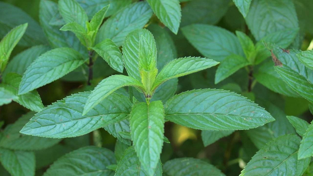Peppermint Uses and Plant Profile