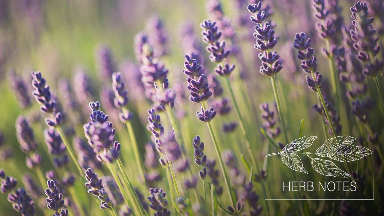 lavender benefits