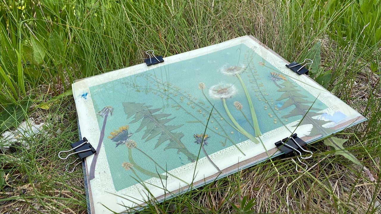 botanical sun prints