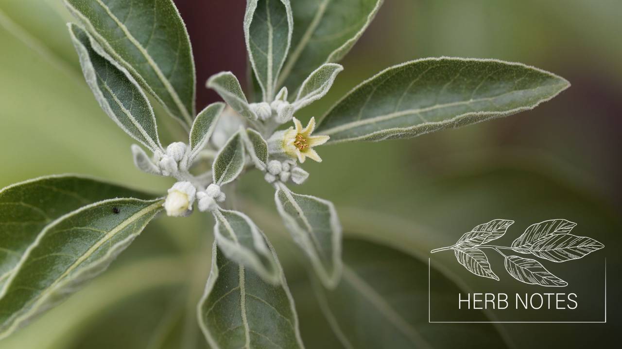 ashwagandha benefits